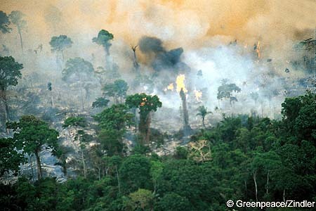 Amazonie en feu