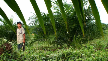 http://www.film-documentaire.fr/photos/articles/essence-de-la-terre.jpg