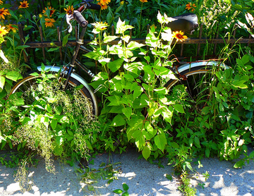 velofleuri